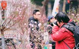 Lên ngay chợ hoa Hàng Lược để thấy Tết về